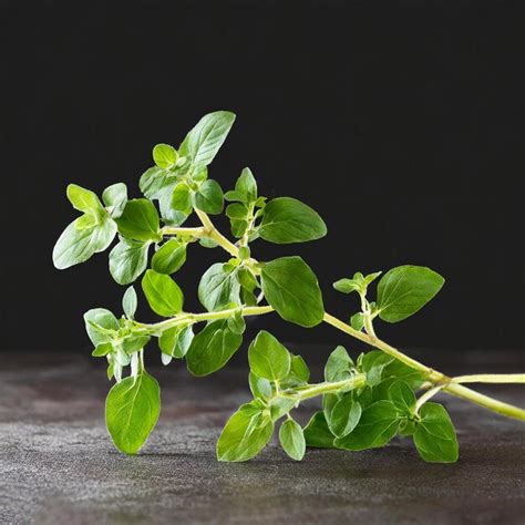 Premium Photo Oregano Or Marjoram Leaves Isolated On White Background