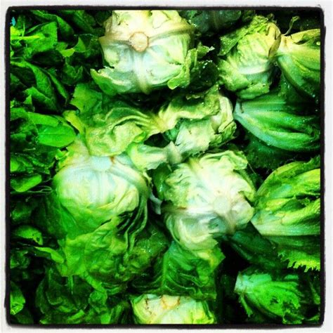 First you Juice it... Boston Bibb Lettuce. Photo by raydoustdar ...