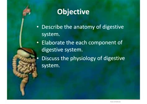 Solution Digestive System Anatomy Physiology Notes For Nurses Studypool