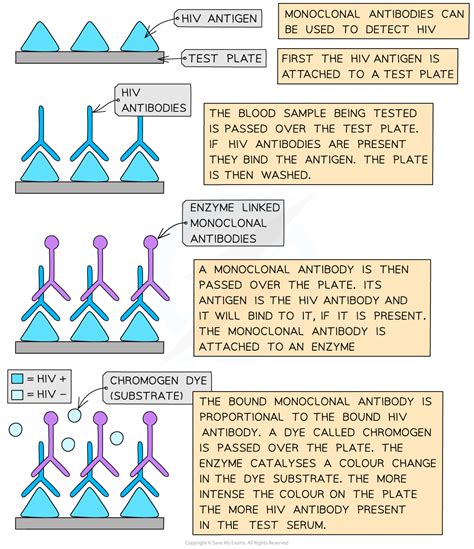 Uses of Monoclonal Antibodies | CIE International A Level Biology Revision Notes 2022