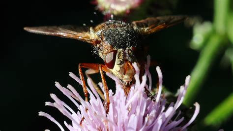 Woeste Sluipvlieg Tachina Fera Ed Rendum Flickr