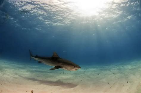 Teen Surfer Survives Shark Attack on New York Shore | Headline Reporter