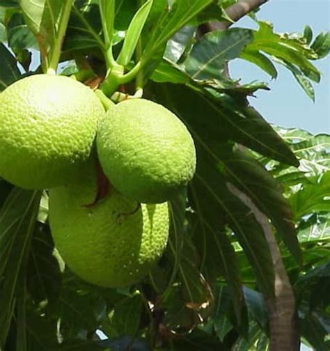 Samoan Breadfruit Tree