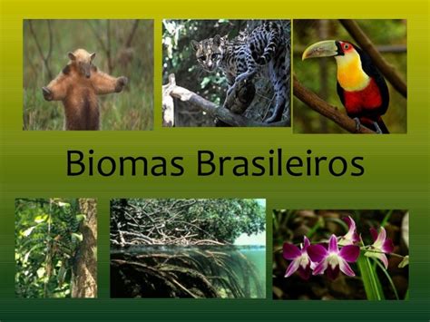 Biomas Brasileiros