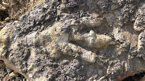 Yorkshires Largest Ever Dinosaur Print Discovered On Coast Bbc News