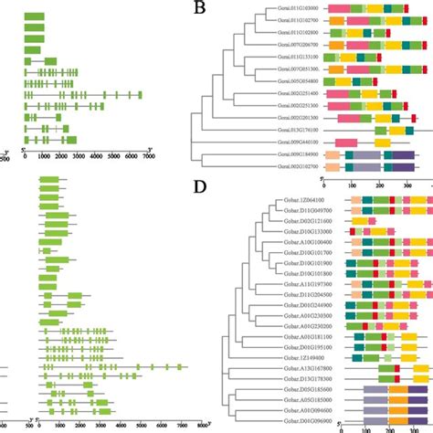 Phylogenetic Tree Conserved Motifs And Gene Structure Analysis Of The