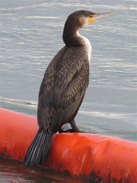 Kormoran Great Cormorant Phalacrocorax Carbo Free Bird Images