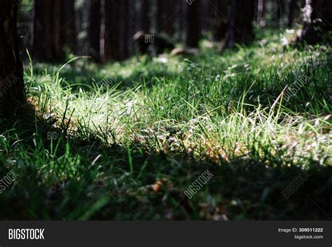 Beautiful Tree Roots Image And Photo Free Trial Bigstock