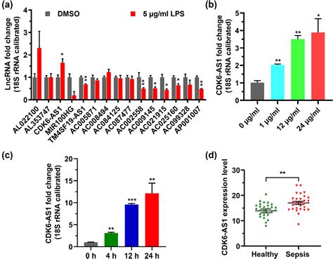 Silencing Cdk As Inhibits Lps Induced Inflammatory Damage In Hk Cells