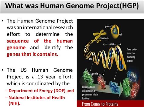 Human Genome Project At A Glance The Human