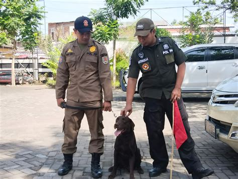 Coco Anjing Pelacak Satpol PP Kota Semarang Yang Temukan 4 Jenazah