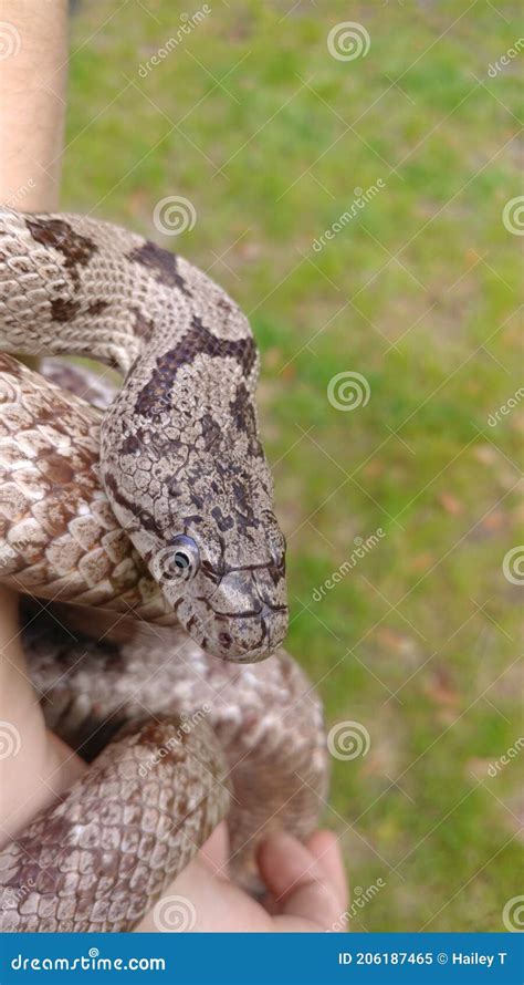 Gray Rat Snake Stock Image Image Of Nature Gray Snake 206187465