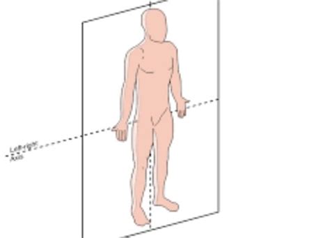 Anatomical Planes Sections Flashcards Quizlet