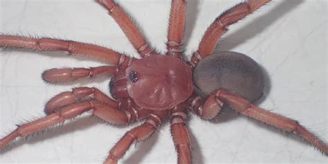 New Giant Trapdoor Spider Species Unveiled In Australia Canyon Hills