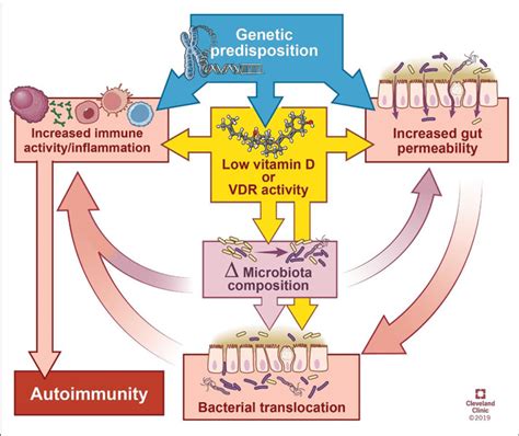 Model Of The Interactions Between Genetics Gut Integrity