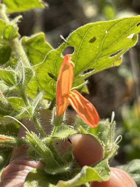 Purpus Hummingbird Flower From La Paz Bcs Mexico On March At