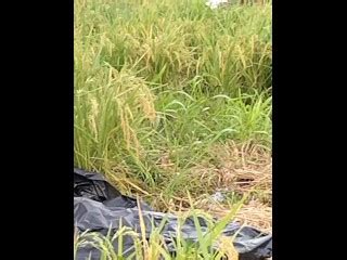 Public Peeing On A Rice Farm Dablackpee Pornhub Gay