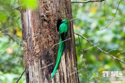 Resplendent Quetzal Pharomachrus Mocinno Costaricensis Male At Nest