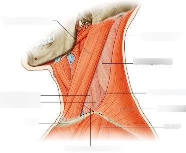 Muscles Of The Posterior Triangle Of The Neck Diagram Quizlet