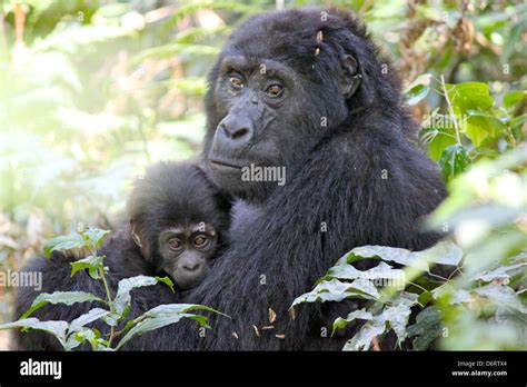 Mama Mountain Gorilla Stock Photo Alamy