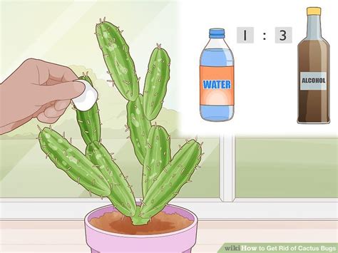 3 Simple Ways To Get Rid Of Cactus Bugs Wikihow