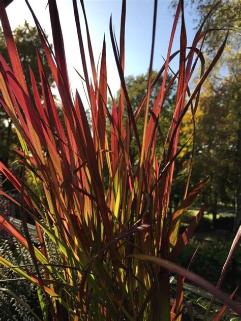 Imperata Cylindrica Red Baron Pflanzen Kaufen Online