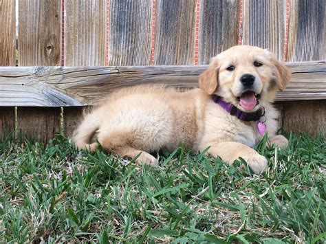 Golden Retriever Puppies Austin Cheap