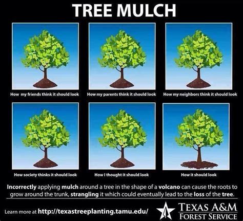 Mulch Volcanoes Are Bad For Trees Of Trees And Sky