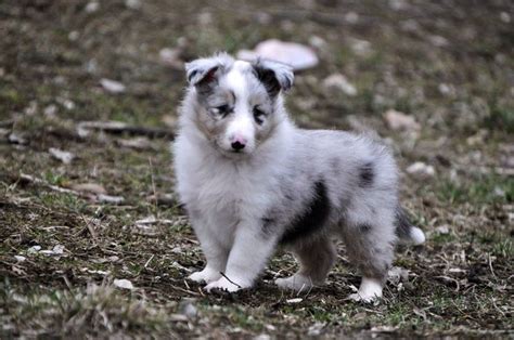 Adorable Blue Merle Puppy