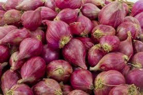 Petani Bawang Merah Keluhkan Harga Bibit Yang Mahal Antara News