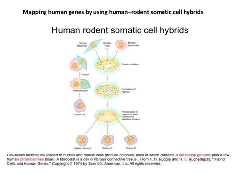 Somatic cell genetics