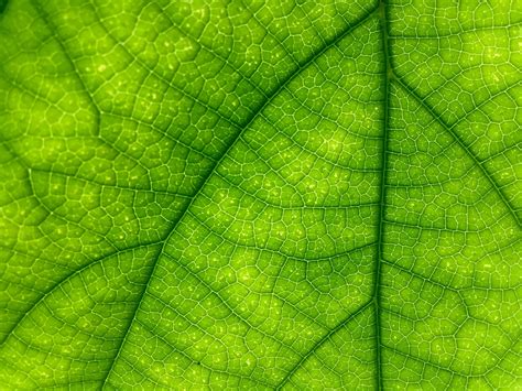 Macro Leaf Free Stock Photo Public Domain Pictures