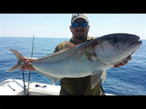 Offshore Fishing Amberjack Fishing In The Gulf Of Mexico YouTube