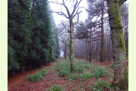 Hyes Copse By Rudgwick Horsham West Sussex South East England