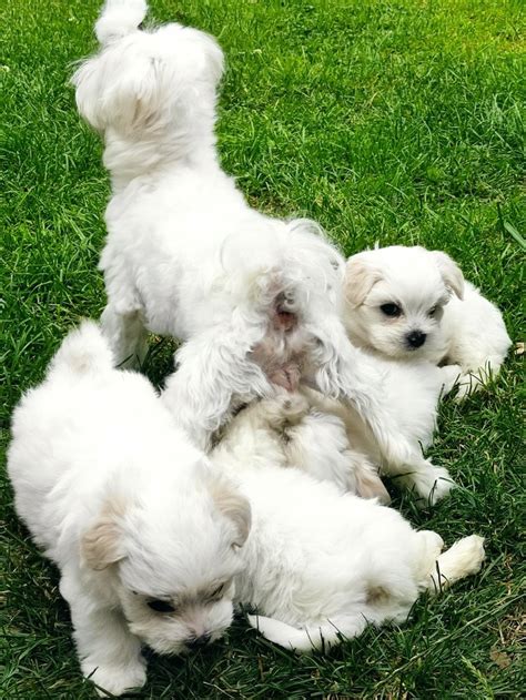 Maltese Puppies For Sale Milwaukee Wi Petzlover