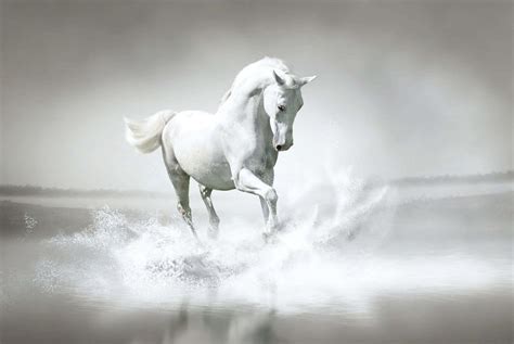 White Horse Wallpaper Hd Free For Pc - Infoupdate.org