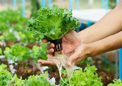 Cómo Construir Un Sistema De Cultivo Hidropónico Casero