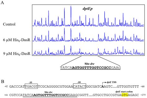 Transcriptional Regulator Dasr Represses Daptomycin Production Through Both Direct And Cascade