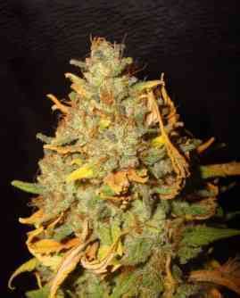 White Widow Automatic Strain Royal Queen Seeds THC 10 15