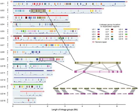 R Oryzae Genomic Structure Showing Duplicated Regions Retained After