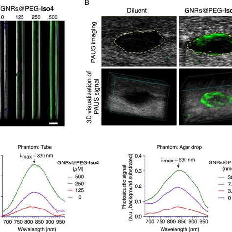 In Vitro PA And US Imaging Of GNRs PEG Iso4 A Representative 2D PA And