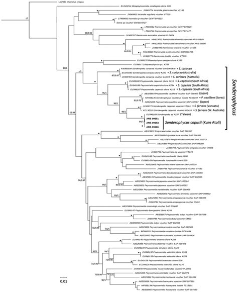 Maximum Likelihood Phylogenetic Tree Of Rbcl Sequences For