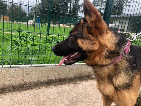 Adoption De Thorunn R Serv E Qcn Ind Finie Chien Berger Allemand