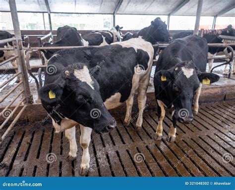 Black And Whiteholstein Cows Inside Barn On Dutch Farm In Holland Stock