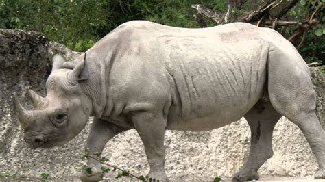 There Are Only Six Northern White Rhinos Left Youtube