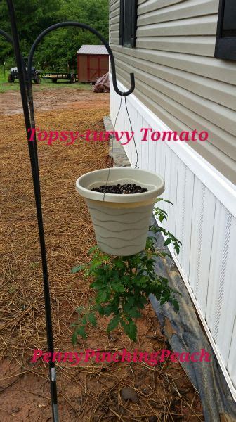 Diy Topsy Turvy Tomato Tomato Planter Tomato Garden Growing