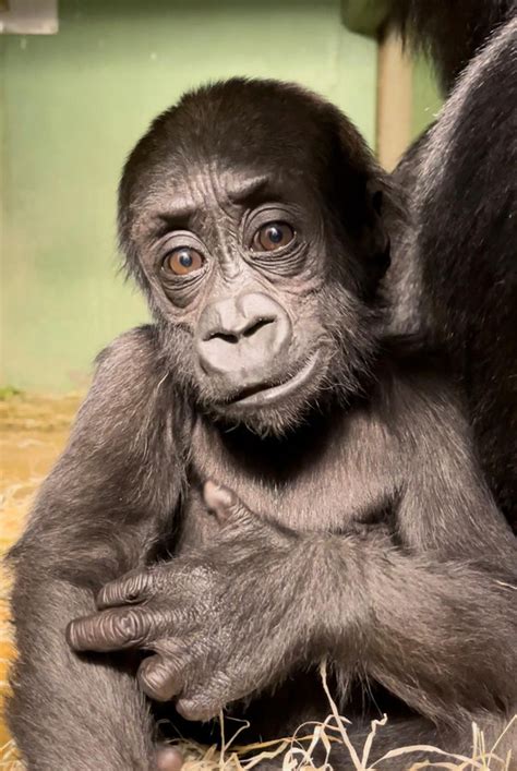 Hoera Gorilla Ajabu Het Jong Van Bokito Is 1 Jaar Geworden Foto