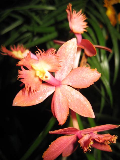 Pictures of the Week—Orchids | Science | Smithsonian