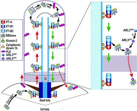 Hypothetical Model For How Chlamydomonas Arl Promotes Diffusion Of The