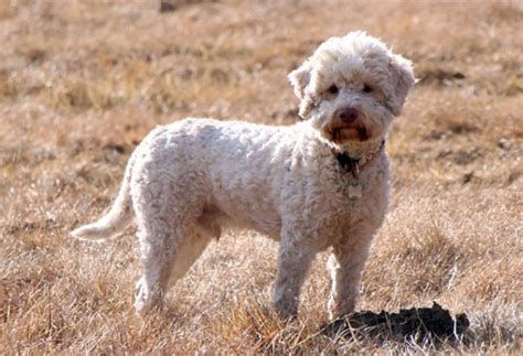 Lagotto Romagnolo Carattere E Informazioni Sul Cane Da Tartufo Bepuppy